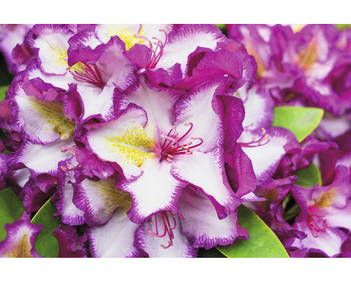 Detail květů rododendronu