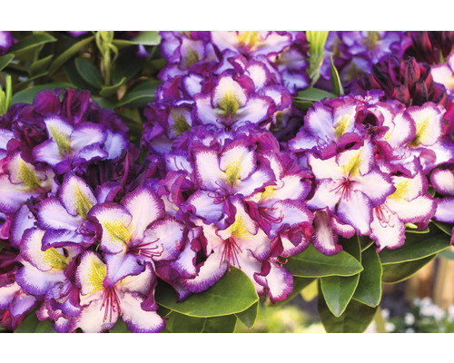 Detailní záběr květu rododendronu s fialovými a bílými okvětními lístky