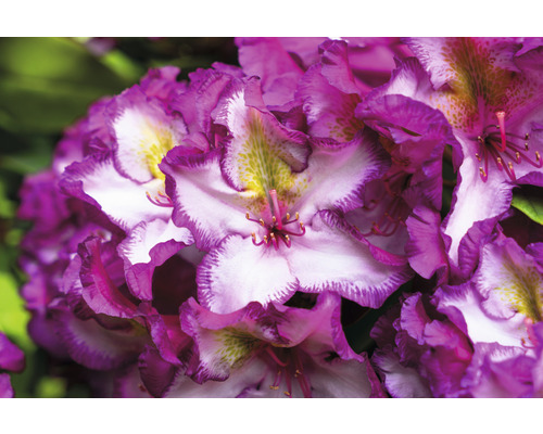 Detail květu rododendronu