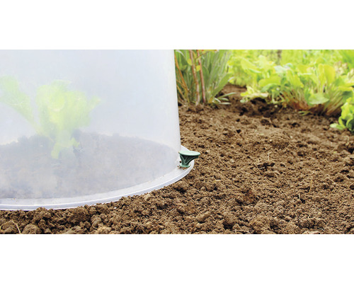 Rostlina pod průhledným pěstebním zvonem v zahradním záhonu