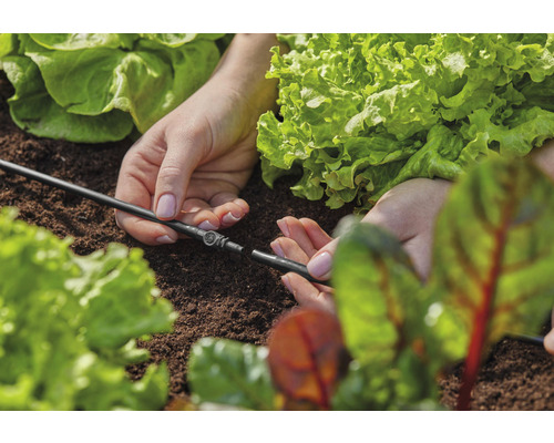 Zahradní zavlažovací systém je položen mezi rostliny salátu