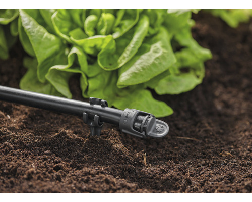 Zavlažovací systém s kapkovací trubkou a salátem v zahradní půdě