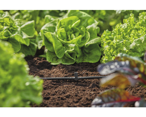 Zeleninová zahrada se salátem a zavlažovacím systémem