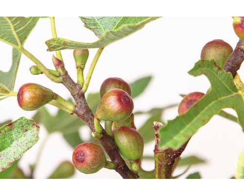 Větev fíkovníku se zralým ovocem a zelenými listy