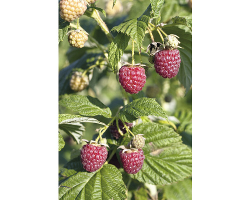 Maliník bio Rubus 10-20 cm 'Little Sweet Sister' FloraSelf Floralie 'zahradničení s dětmi' květináč Ø 13 cm