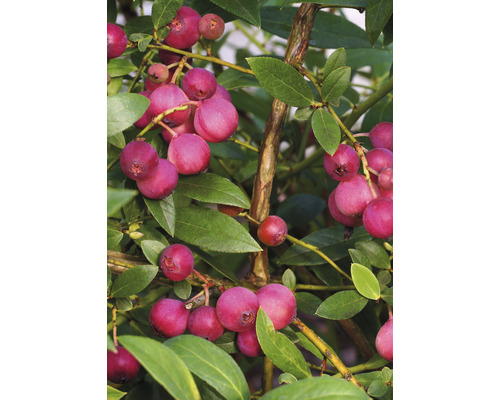 Borůvka bio růžová 10-20 cm 'Pink Lemonade' FloraSelf Floralie 'zahradničení s dětmi' květináč Ø 13 cm