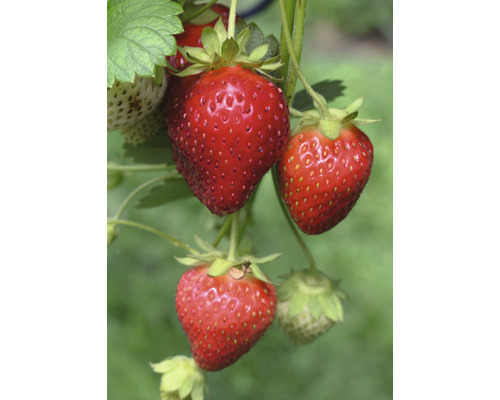 Jahodník s zralými a nezralými plody