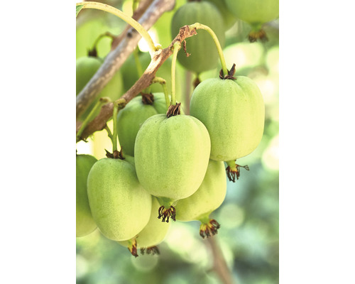 Kiwi bio samosprašné Actinidia 'Issai' FloraSelf Floralie 'zahradničení s dětmi' 10-20 cm květináč Ø 13 cm