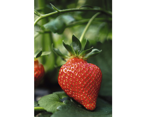 Detailní pohled na jednu zralou jahodu na rostlině.