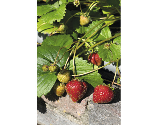 Jahodník s zralými a nezralými jahodami