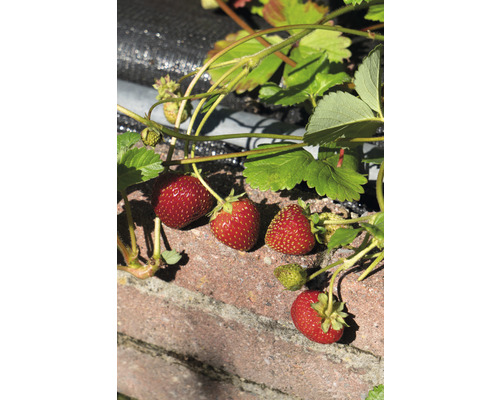 Jahody rostou na zdi v zahradě.