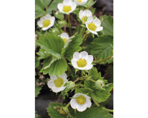 Jahodník s bílými květy a zelenými listy