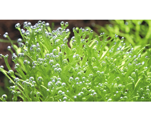 Detailní pohled na jávský mech s bublinkami kyslíku