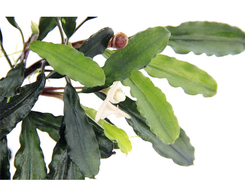 Detailní záběr akvarijní rostliny Bucephalandra s květem a listy.