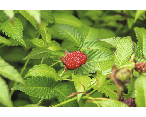 Zralá malina mezi zelenými listy