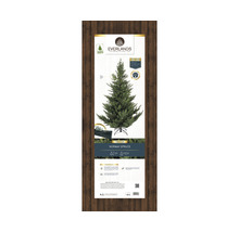 Balení umělého smrku norského se stojanem