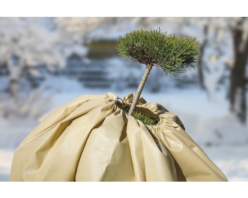 Rostlina se zimním ochranným obalem