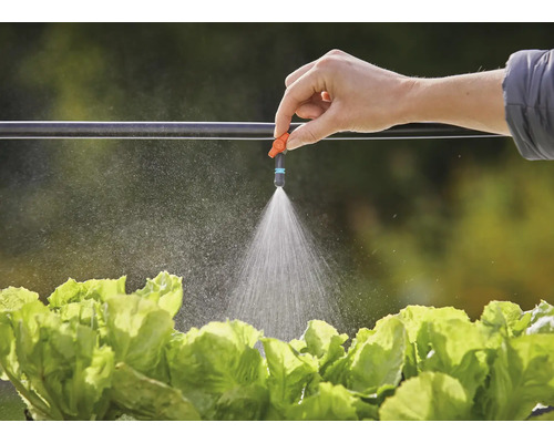 Zavlažování salátu zavlažovacím systémem