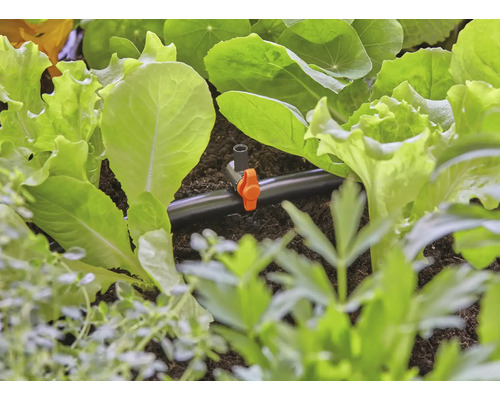 Detail zavlažovacího systému mezi saláty v zahradním záhonu.