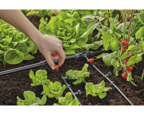 Zahradní zavlažovací systém s kapkovou hadicí a zeleninou na záhoně