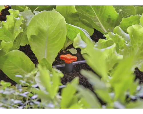 Zavlažovací systém se salátem v zahradním záhonu