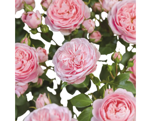 Detailní záběr na růžové květy růží se zelenými listy