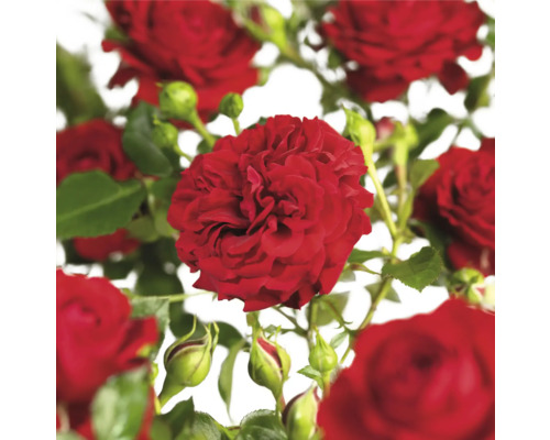 Růže popínavá 'Grand Award' FloraSelf Rosa 'Grand Award' květináč 3 l