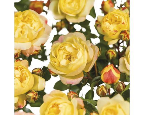 Růže záhonová FloraSelf Rosa 'Lampion' květináč 3 l