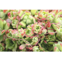 Skalničky MIX trvalek FloraSelf 2-5 cm květináč Ø 9 cm balení 6 ks, různé kombinace-thumb-2 Skalničky MIX trvalek FloraSelf 2-5 cm květináč Ø 9 cm balení 6 ks, různé kombinace-thumb-2