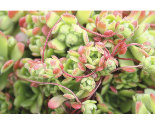 Detailní záběr rostliny netřesku