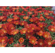 Skalničky MIX trvalek FloraSelf 2-5 cm květináč Ø 9 cm balení 6 ks, různé kombinace-thumb-3 Skalničky MIX trvalek FloraSelf 2-5 cm květináč Ø 9 cm balení 6 ks, různé kombinace-thumb-3