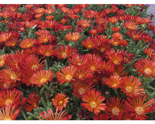 Detailní záběr poledňovky s zelenými listy a četnými květy