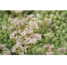 Skalničky MIX trvalek FloraSelf 2-5 cm květináč Ø 9 cm balení 6 ks, různé kombinace-thumb-4 Skalničky MIX trvalek FloraSelf 2-5 cm květináč Ø 9 cm balení 6 ks, různé kombinace-thumb-4