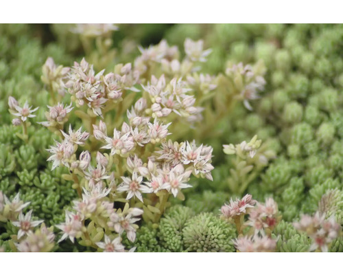 Detailní záběr rozchodníku s květy