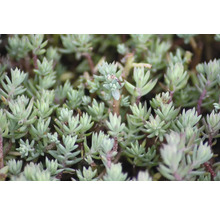 Skalničky MIX trvalek FloraSelf 2-5 cm květináč Ø 9 cm balení 6 ks, různé kombinace-thumb-5 Skalničky MIX trvalek FloraSelf 2-5 cm květináč Ø 9 cm balení 6 ks, různé kombinace-thumb-5