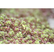 Skalničky MIX trvalek FloraSelf 2-5 cm květináč Ø 9 cm balení 6 ks, různé kombinace-thumb-6 Skalničky MIX trvalek FloraSelf 2-5 cm květináč Ø 9 cm balení 6 ks, různé kombinace-thumb-6