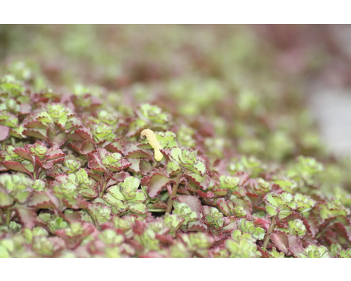 Detailní pohled na rostlinu rozchodníku