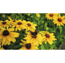 Květy rudbeckie s motýlem