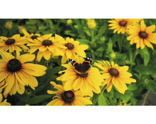 Květy rudbeckie s motýlem