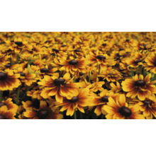 Pole květin Rudbeckia na zahradě