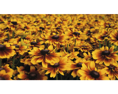 Pole květin Rudbeckia na zahradě