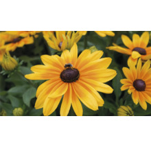 Detail květu rudbeckie s včelou.