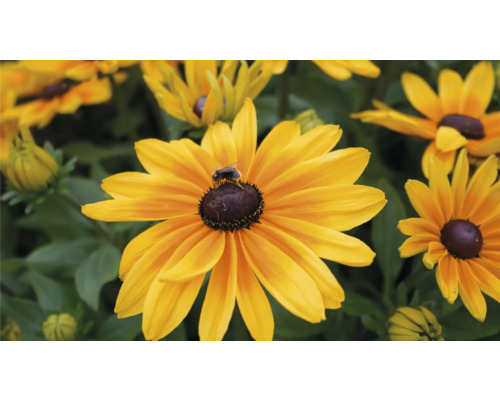 Detail květu rudbeckie s včelou.