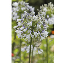 Kalokvět FloraSelf Agapanthus africanus 'Fireworks' květináč Ø 17 cm