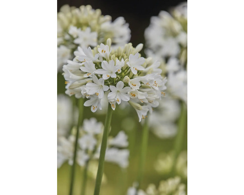 Detail bílé okrasné lilie