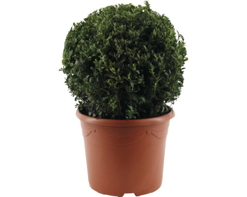 Zimostráz koule FloraSelf Buxus sempervirens průměr 35-40 cm květináč 12 l Kulatý zimostráz v květináči