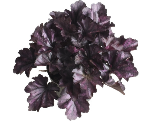Dlužicha Heuchera 'Indian Summer Purple' výška 5-20 cm květináč 1,5 l
