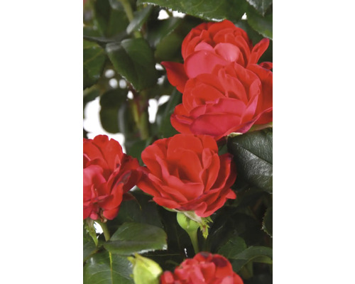 Červené květy růží se zelenými listy