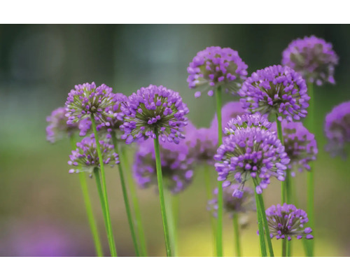 Detailní pohled na okrasné květy česneku na zahradě