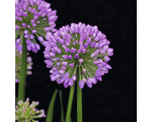 Detailní záběr květu okrasného česneku